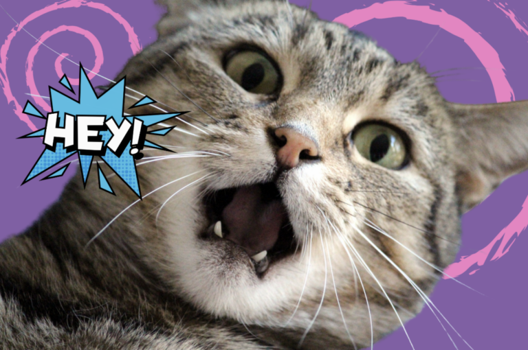 Cat’s Meow- Second Saturdays is Back