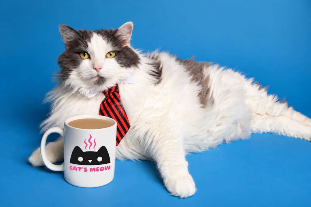 The Cats Are in Charge. You’re Invited.